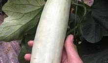 吃网红的瓜的群,网络社交背后的八卦风云